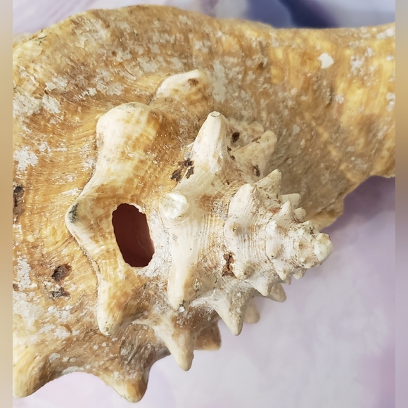 Queen Conch Shell - Picture 6 of 6